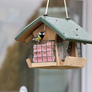 Great Tit