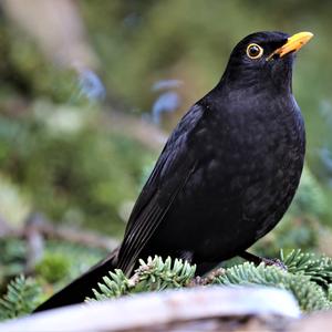 Eurasian Blackbird