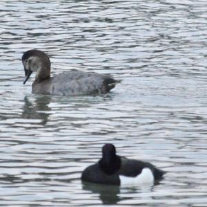 Common Pochard