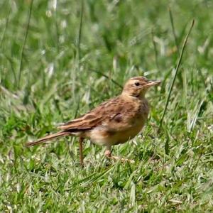 Richard's Pipit