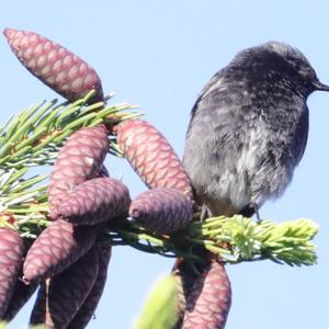 Black Redstart