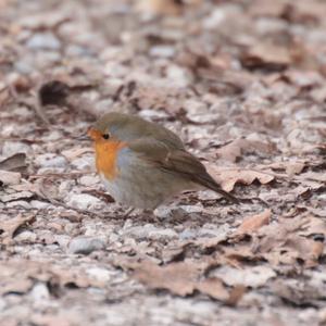 European Robin