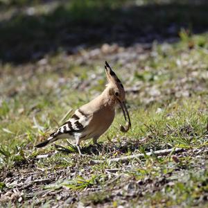 Eurasian Hoopoe