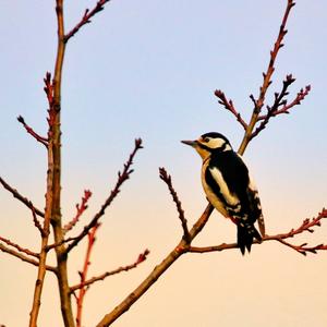 Great Spotted Woodpecker