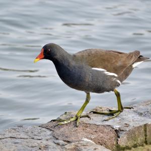 Common Moorhen