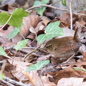 Winter Wren