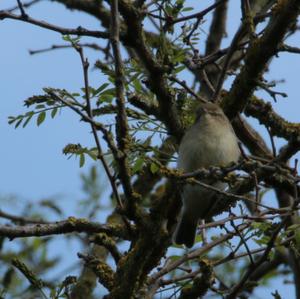 Common Chiffchaff