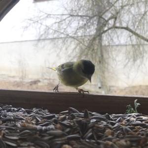 Eurasian Siskin