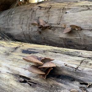 Oyster Mushroom