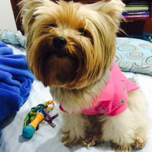 Unknown Breed
