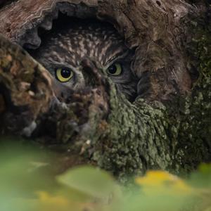 Little Owl