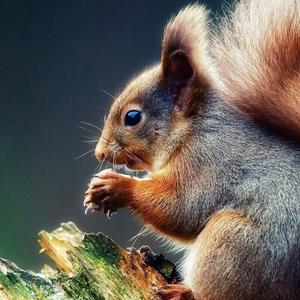 Eurasian Red Squirrel