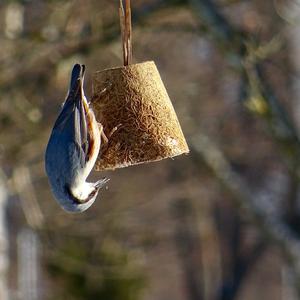 Wood Nuthatch