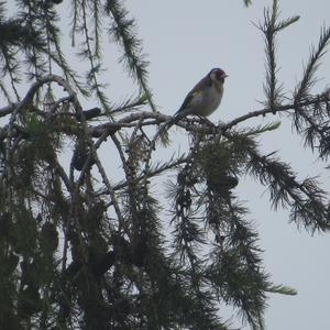 European Goldfinch