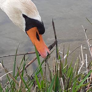 Mute Swan