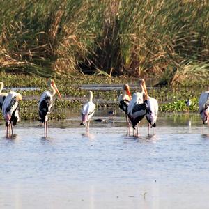 Painted Stork