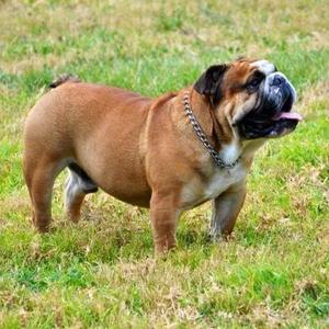 Englische Bulldogge