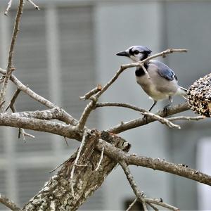 Blue Jay