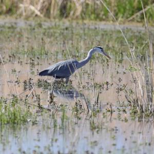 Grey Heron