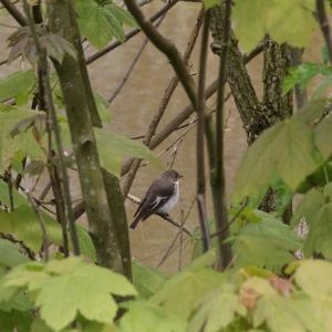 European Pied Flycatcher