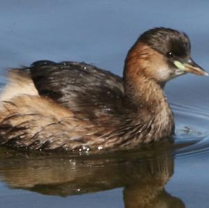 Little Grebe