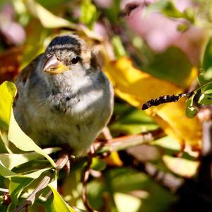 House Sparrow