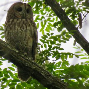 Tawny Owl