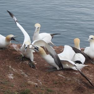 Northern Gannet