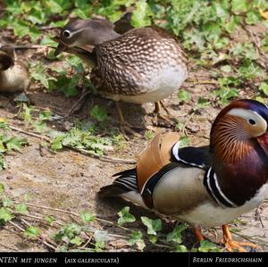 Mandarin Duck