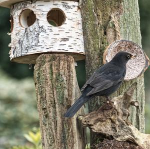 Eurasian Blackbird