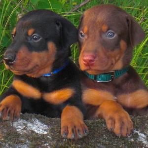 Dobermann