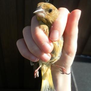 European Greenfinch