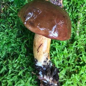 Bay Bolete