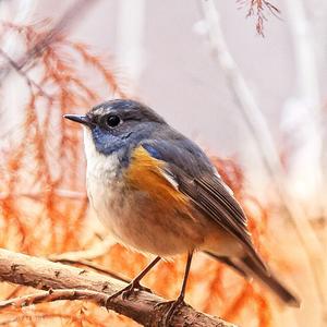 Orange-flanked Bush-robin