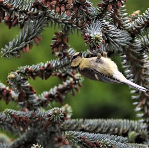 Blue Tit