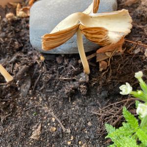 Partridge Mushroom