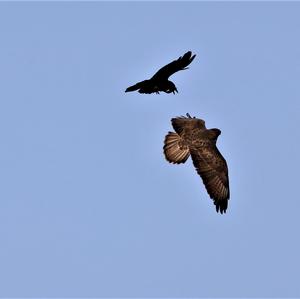 Common Buzzard