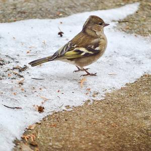 Eurasian Chaffinch