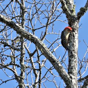 Red-bellied Woodpecker