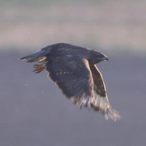 Common Buzzard