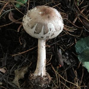 Shaggy Parasol