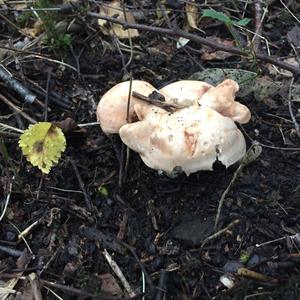 Hedgehog Fungus, Common