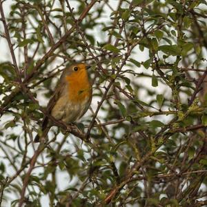 European Robin