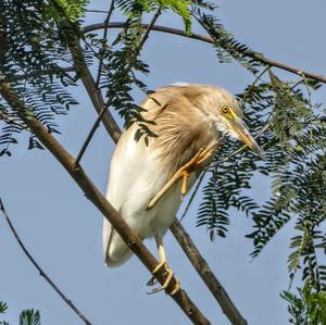 Cattle Egret