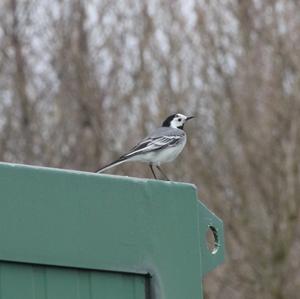 White Wagtail