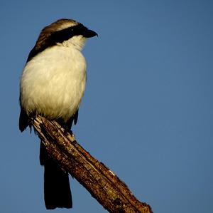 Grey-backed Shrike