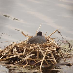 Common Coot