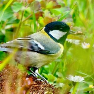 Great Tit