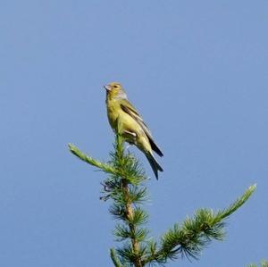 Alpine Citril Finch