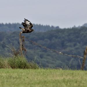 Mäusebussard